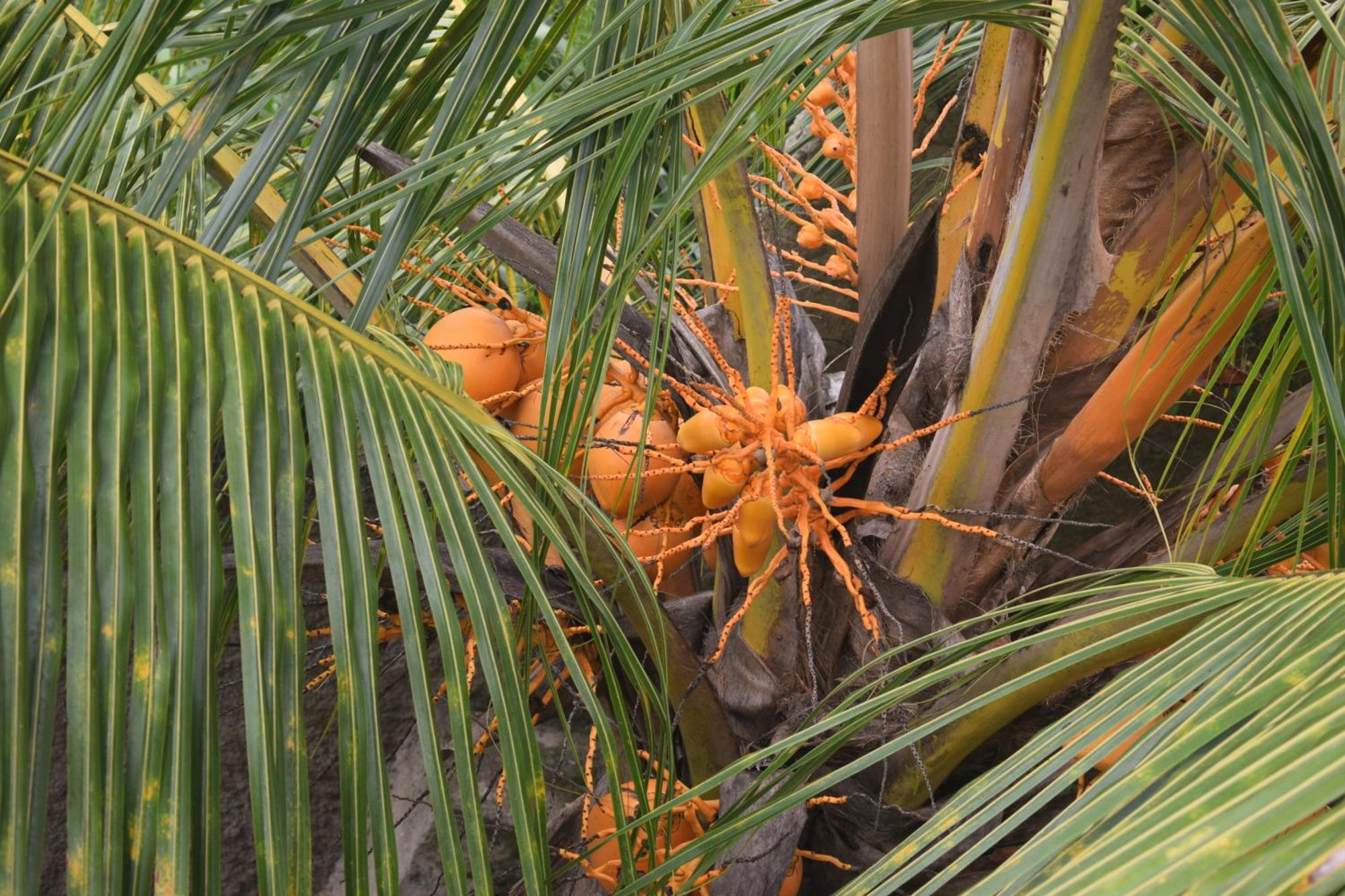 קנדי Namaya Nature מראה חיצוני תמונה
